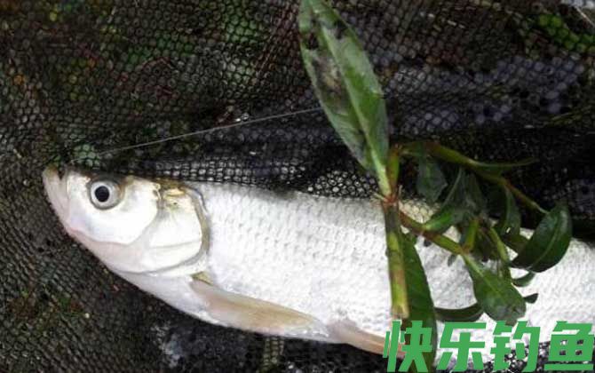 黑坑钓翘嘴用多大线组