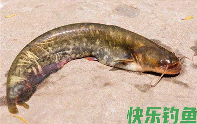 6号白狐钩适合钓什么鱼