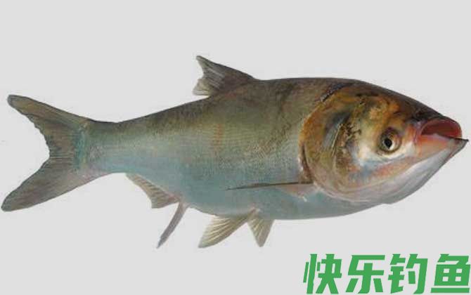 钓鲢鱼用什么漂最好