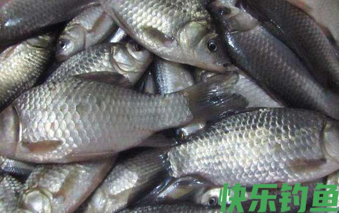 6号袖钩适合钓什么鱼