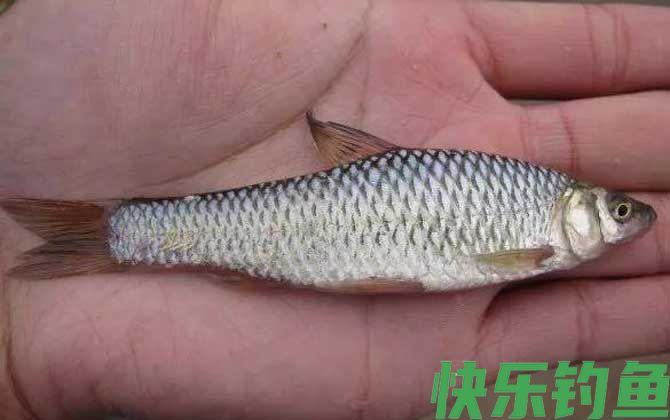 钓麦穗鱼用几号袖钩合适