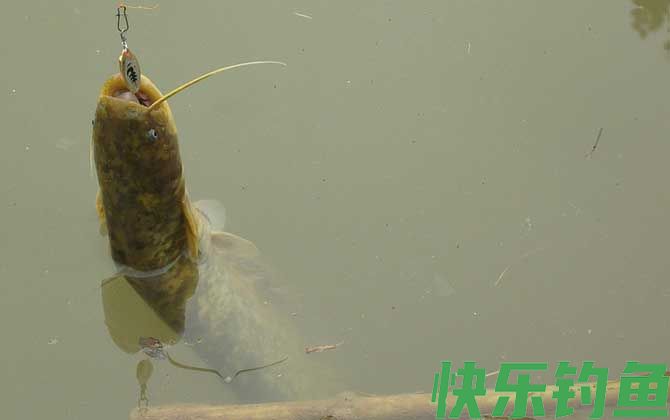 钓鲶鱼用手竿好还是用海竿好