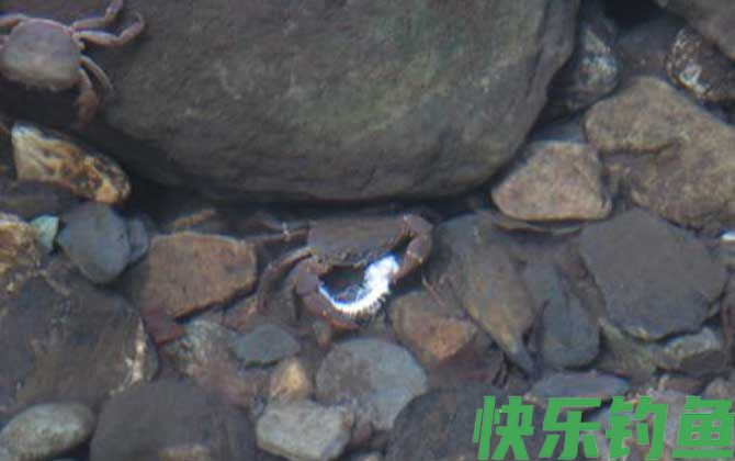 钓螃蟹用什么工具