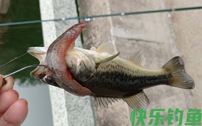 路亚鲈鱼用什么路亚竿