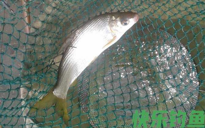 钓黄尾鱼用几号钩几号线几号漂