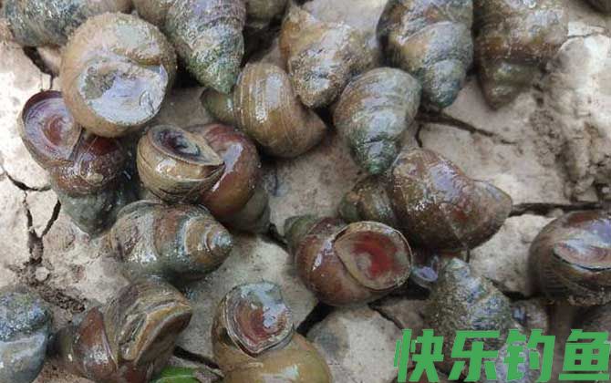 田螺的尾部可以吃吗