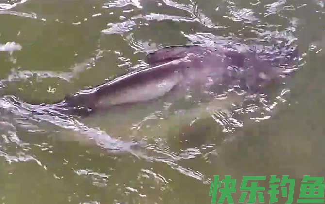 巴沙鱼为什么叫癌鱼