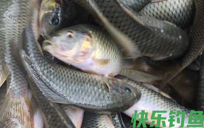 禾花鱼是鲫鱼还是鲤鱼