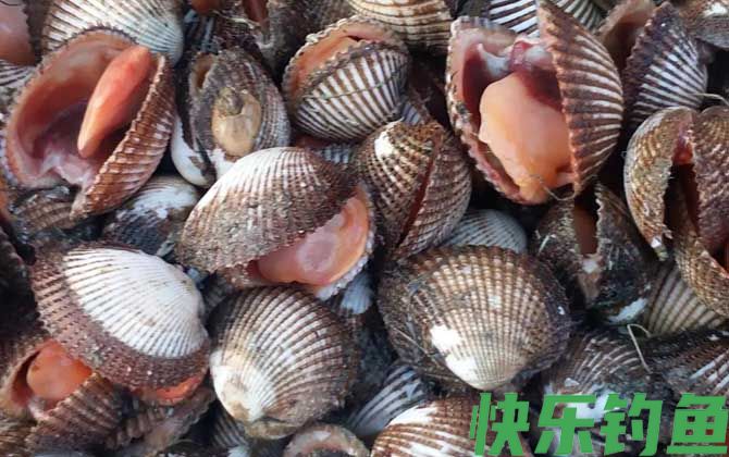 血蛤是什么动物