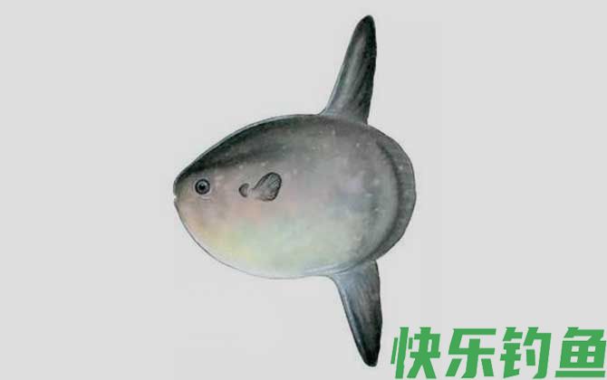 翻车鲀是什么鱼