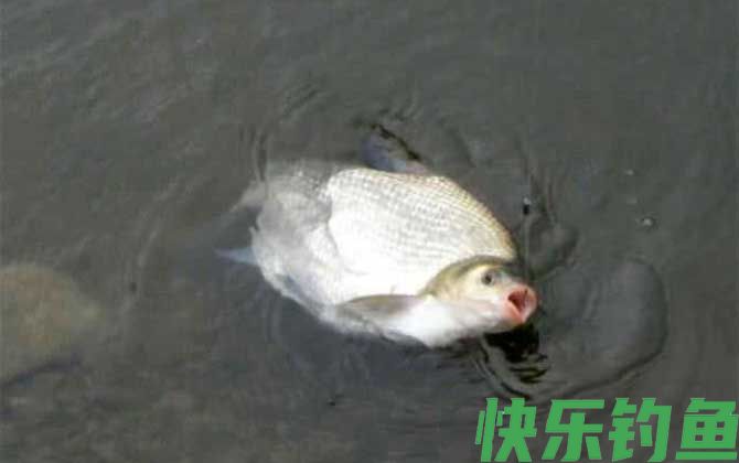 鳊鱼和草鱼哪个好吃