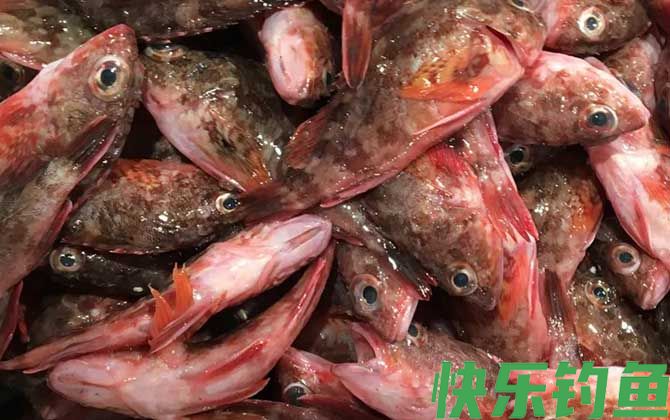 红biubiu鱼是什么鱼