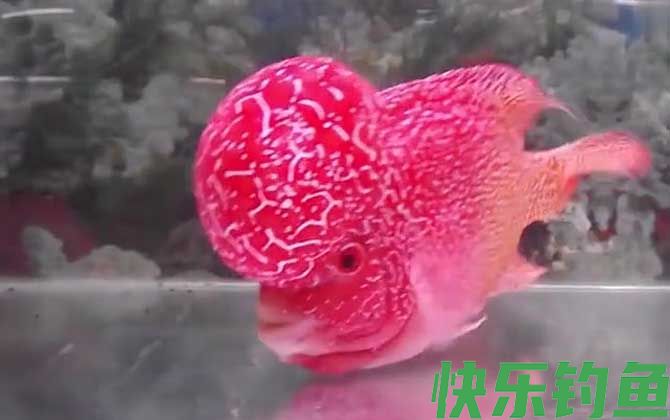 新鱼一般会趴缸几天