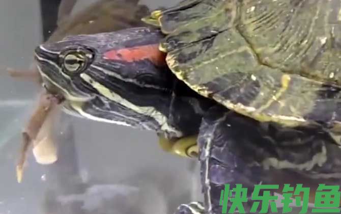 养龟玻璃缸好还是塑料缸好