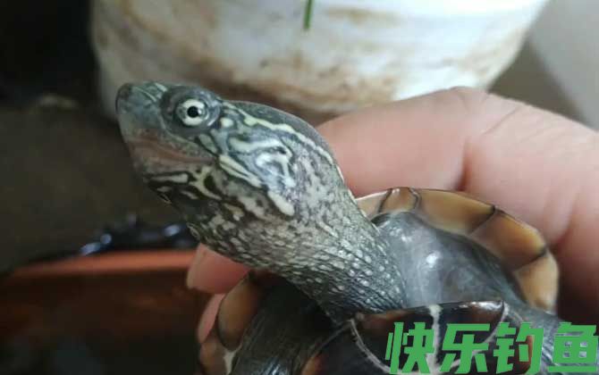 乌龟能吃葡萄吗