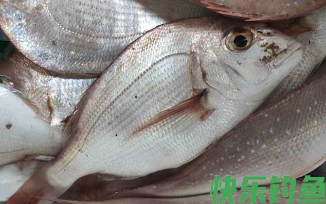 鲷鱼读diao还是chou