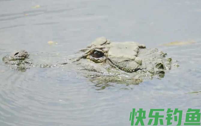 扬子鳄战斗力真的这么弱吗