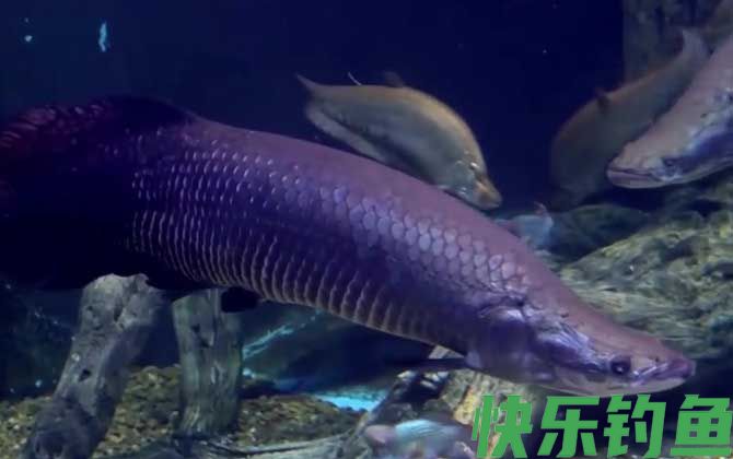 巨骨舌鱼的寿命能活多久