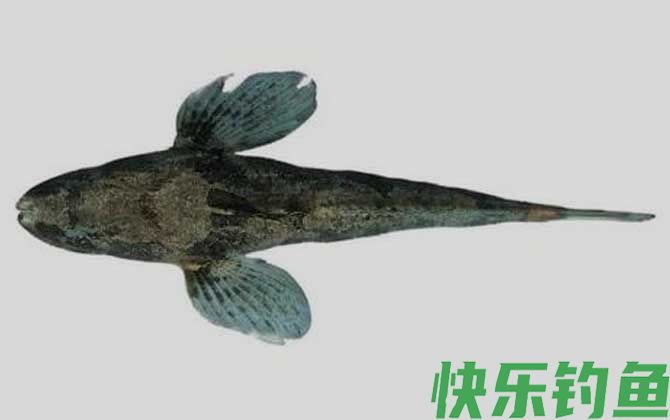 国家二级保护鱼类名称及图片大全