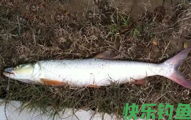 鳡鱼和翘嘴哪个贵