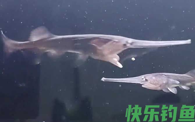 鸭嘴鱼价格多少钱一斤