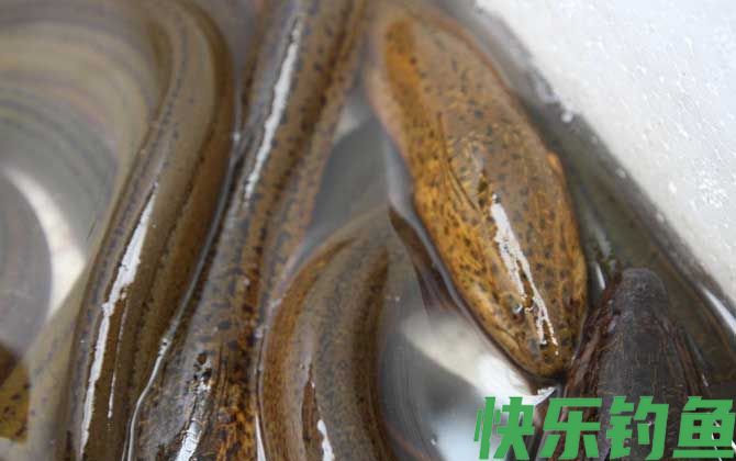 黄鳝吃什么食物