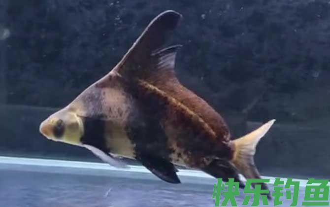 胭脂鱼是中国特有的吗