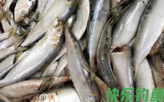 沙丁鱼有几种