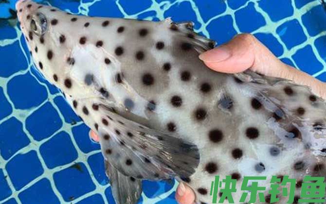 老鼠斑是保护动物吗