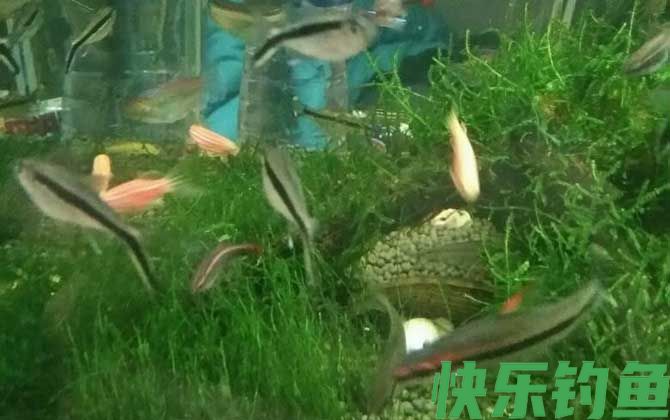 硝化细菌的作用是什么