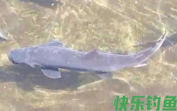 哲罗鲑是细鳞鱼吗