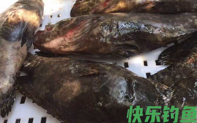 石斑鱼价格多少钱一斤