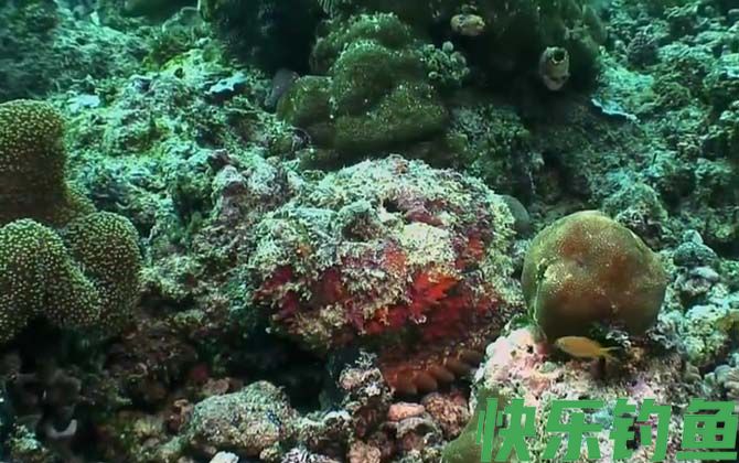 石头鱼是什么鱼