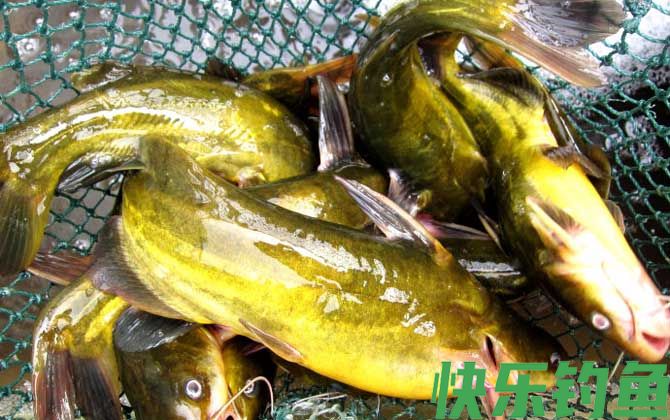 黄颡鱼养殖技术及病害防治