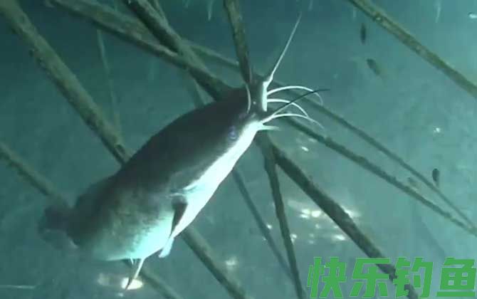 八须鲶鱼是不是塘鲺