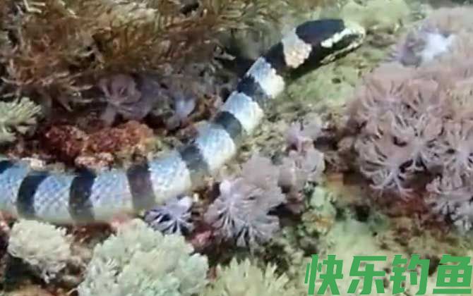 裂颊海蛇是什么动物