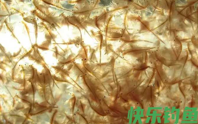 丰年虾卵孵化及养殖方法