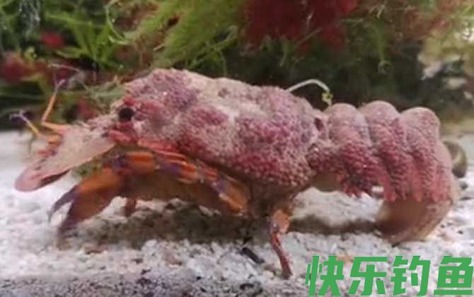 海知了是什么动物