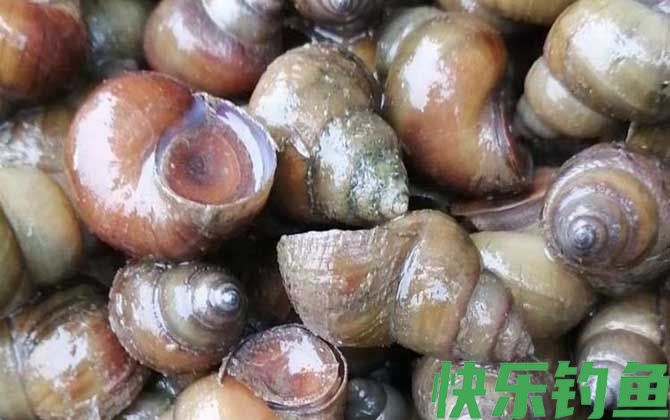 吃田螺有什么危害