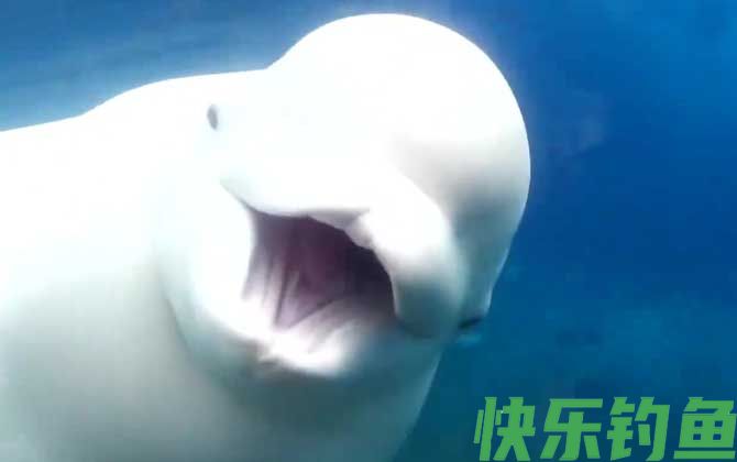 白鲸和海豚的区别