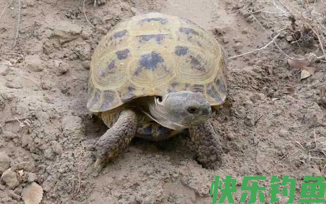 乌龟是什么动物