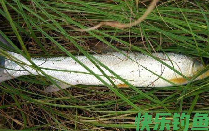 鳡鱼是上等鱼吗