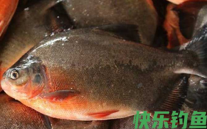 淡水白鲳可以当观赏鱼养吗