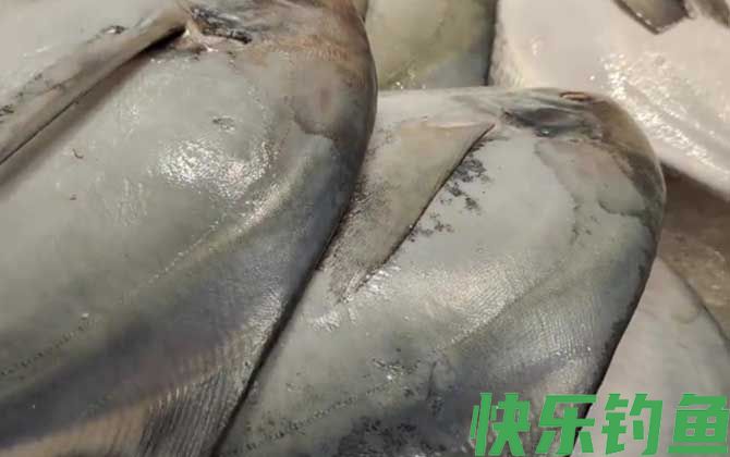 扁扁的大片鱼是什么鱼