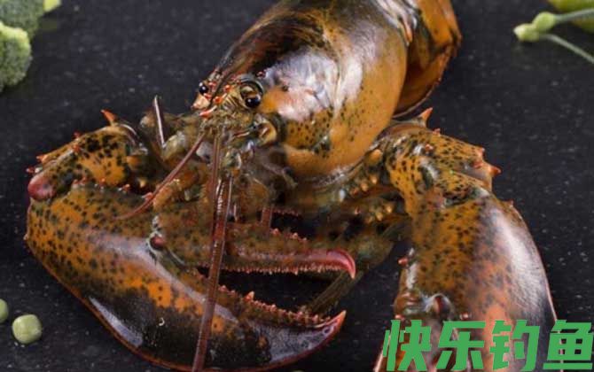 大龙虾种类及图片大全