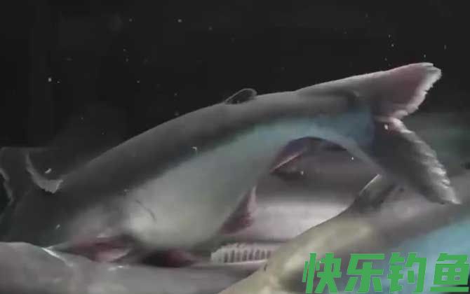 为什么不建议吃巴沙鱼