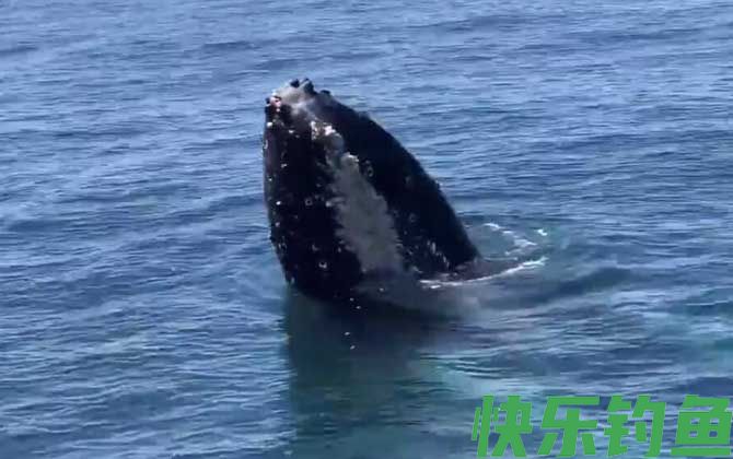 虎鲸为什么怕座头鲸