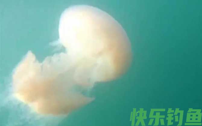 海蜇图片及品种大全