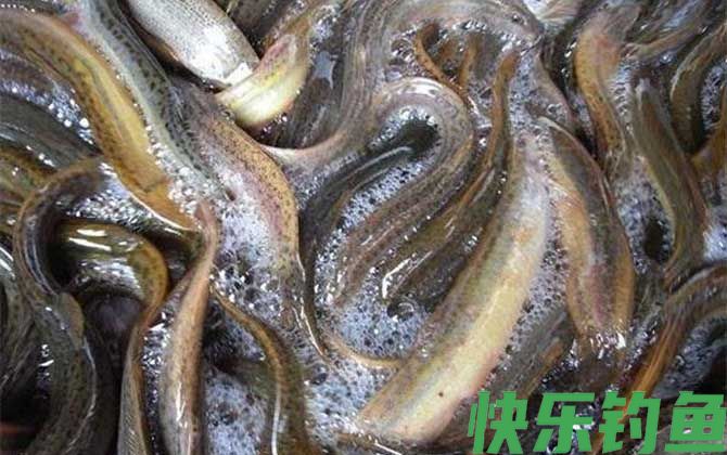 泥鳅在家里用清水能养吗