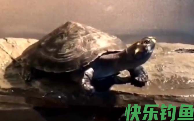 忍者龟是什么龟